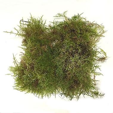 ENGISH MOSS