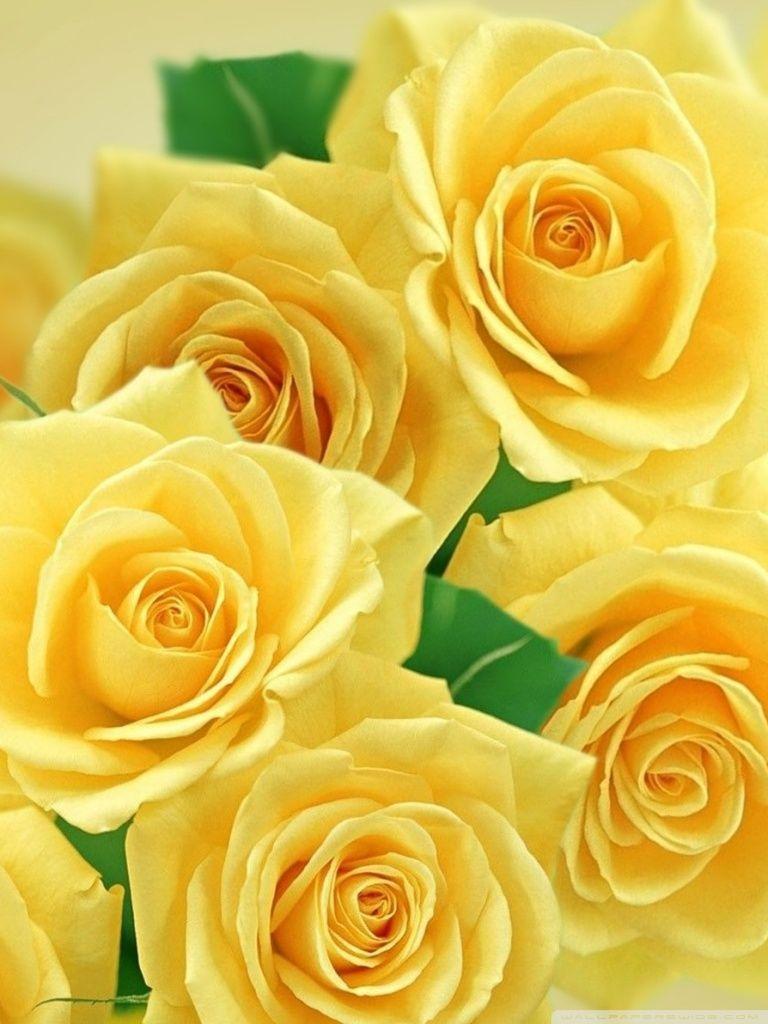 LIMOCELLO - YELLOW