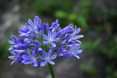 AGAPANTHUS BLUE
