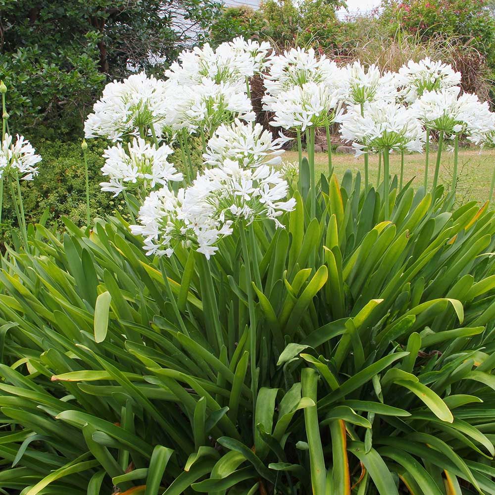 AGAPANTHUS WHITE