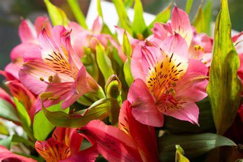 ALSTROEMERIA