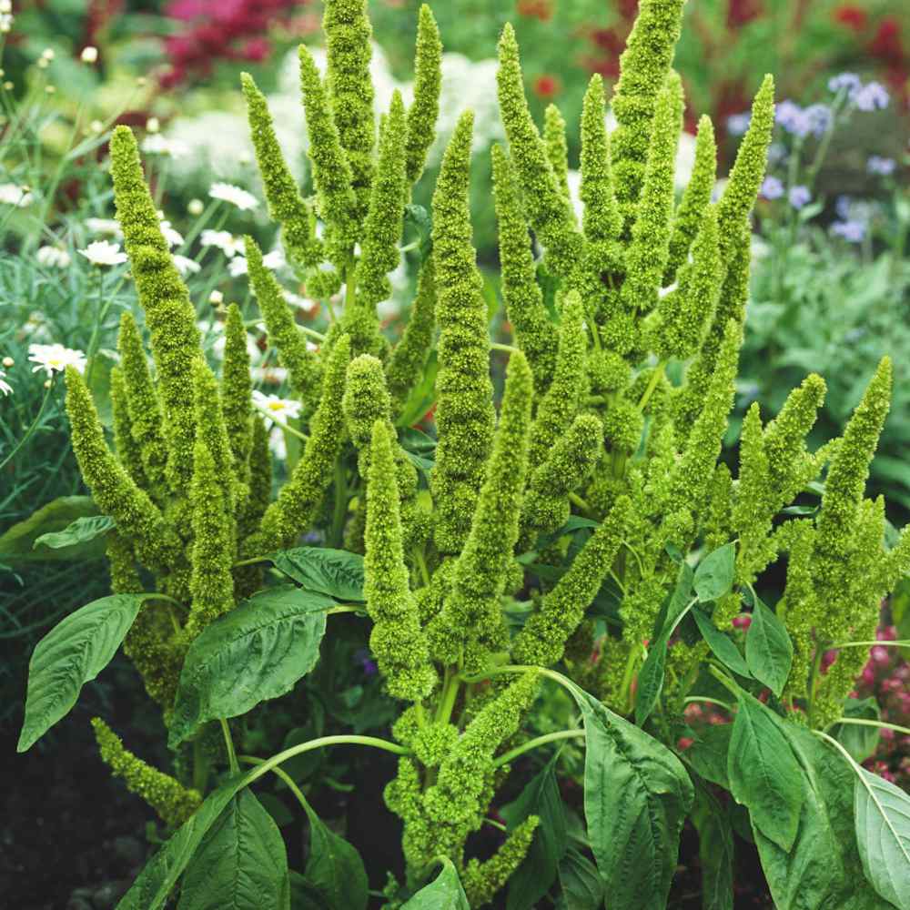 AMARANTHUS GREEN