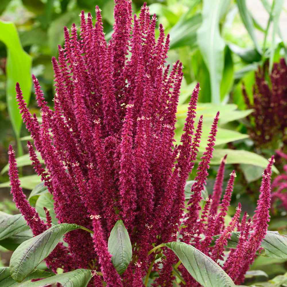 AMARANTHUS RED