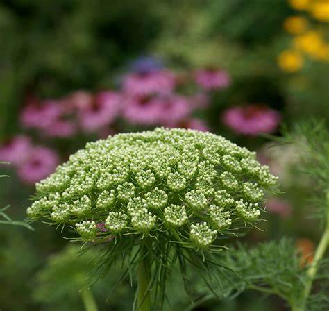 AMMI VISNAGA