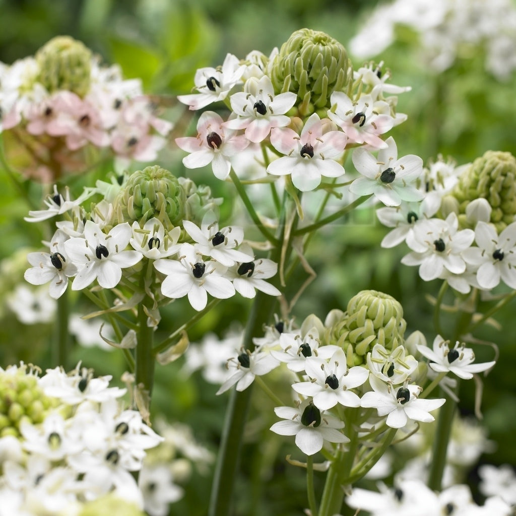ARABICUM