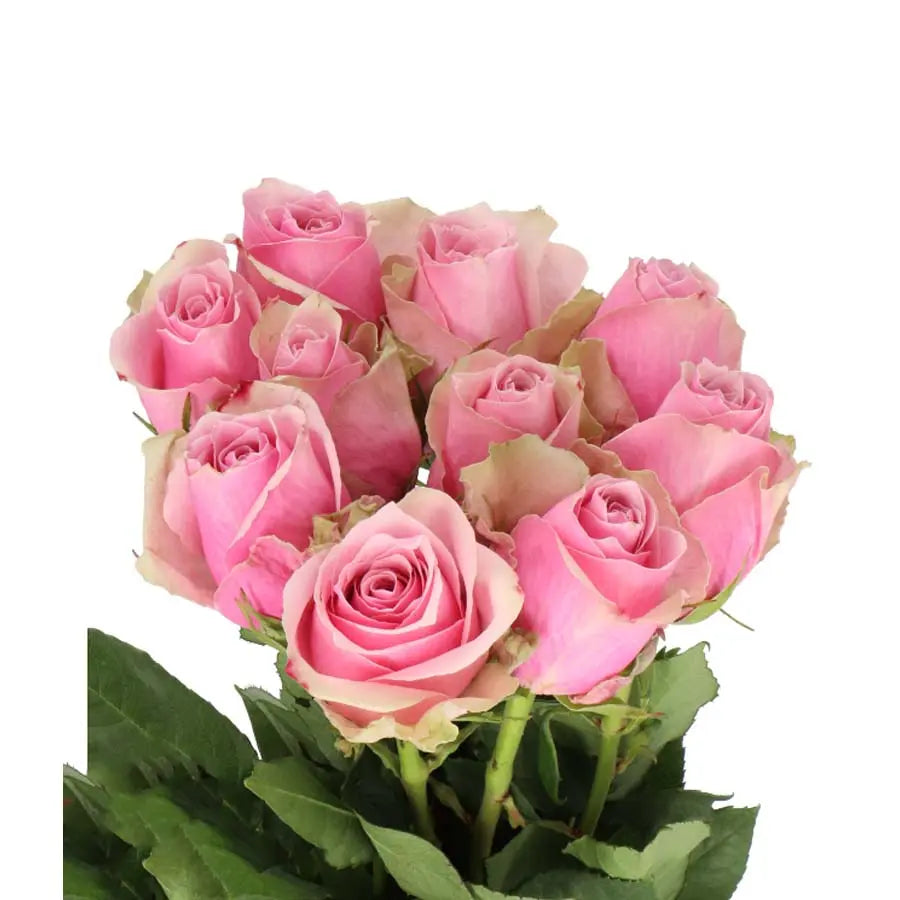 ATHENA ROYALE - PINK