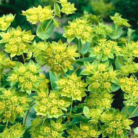 BUPLEURUM