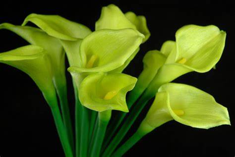CALLA LILLIES GREEN