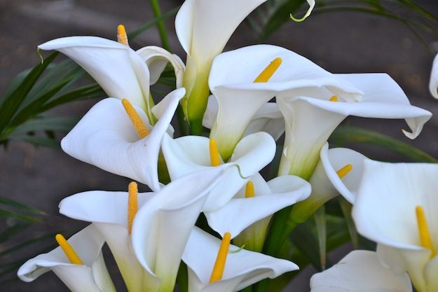 CALLA LILLIES WHITE