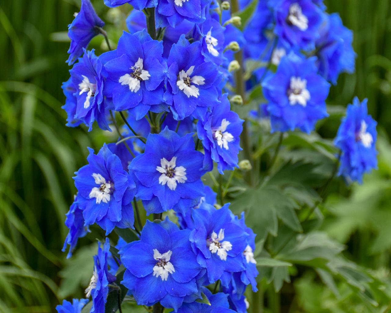 DELPHINIUM