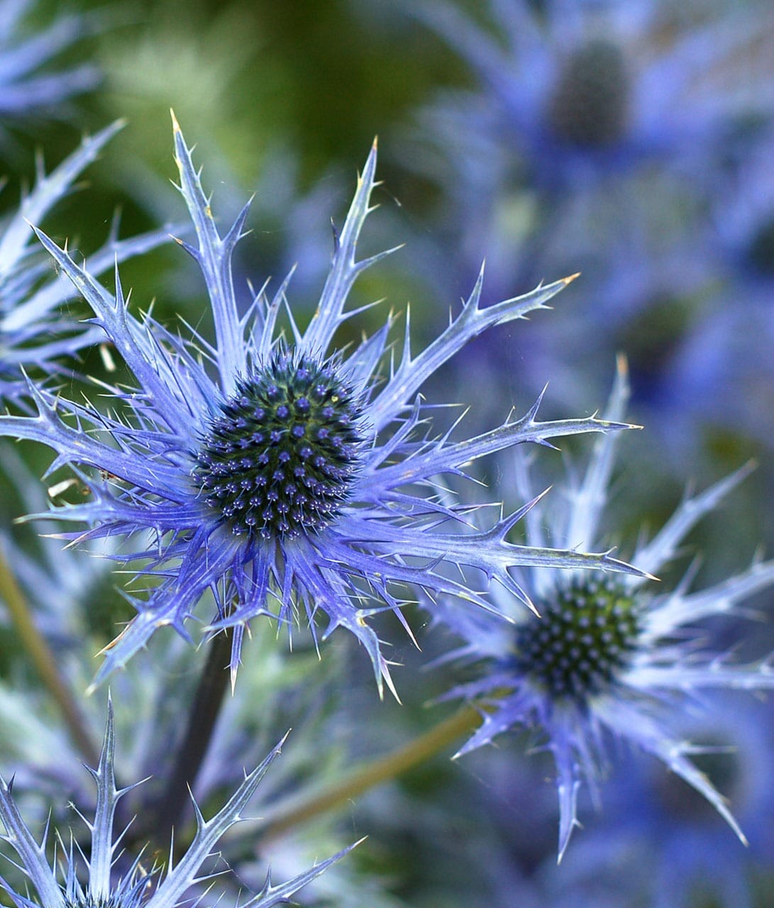 ERYNGIUM PLANUM