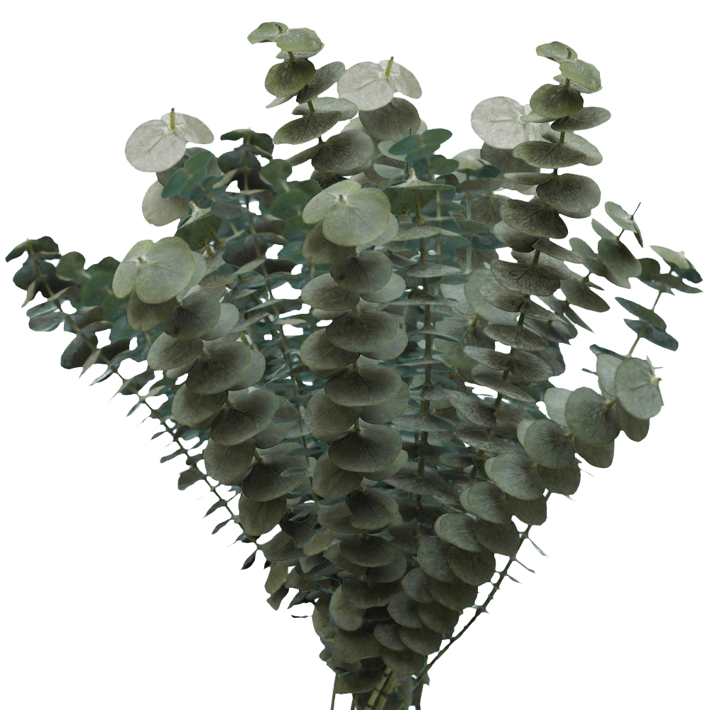 EUCALYPTUS