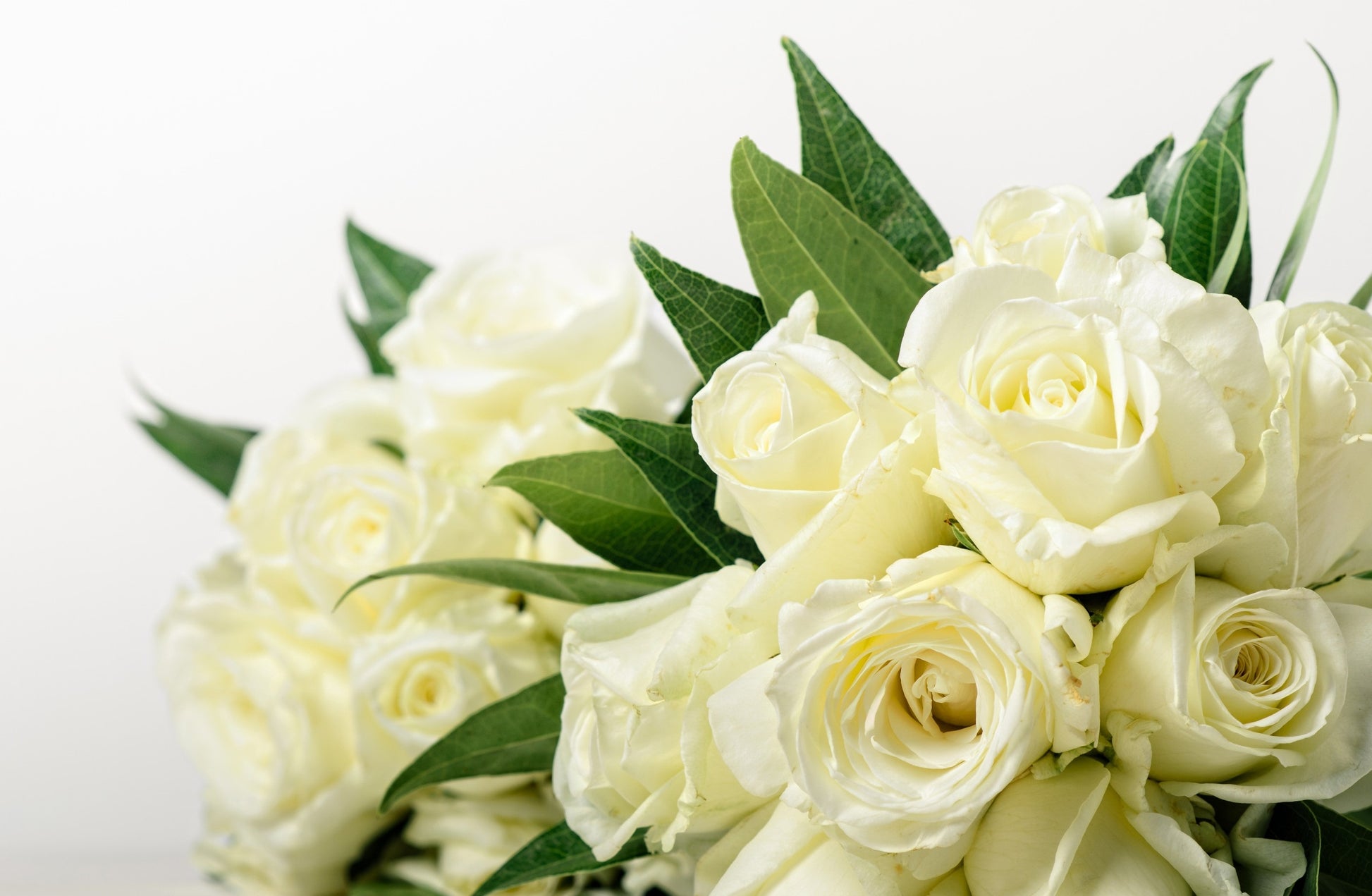 NATURES WHITE ROSES